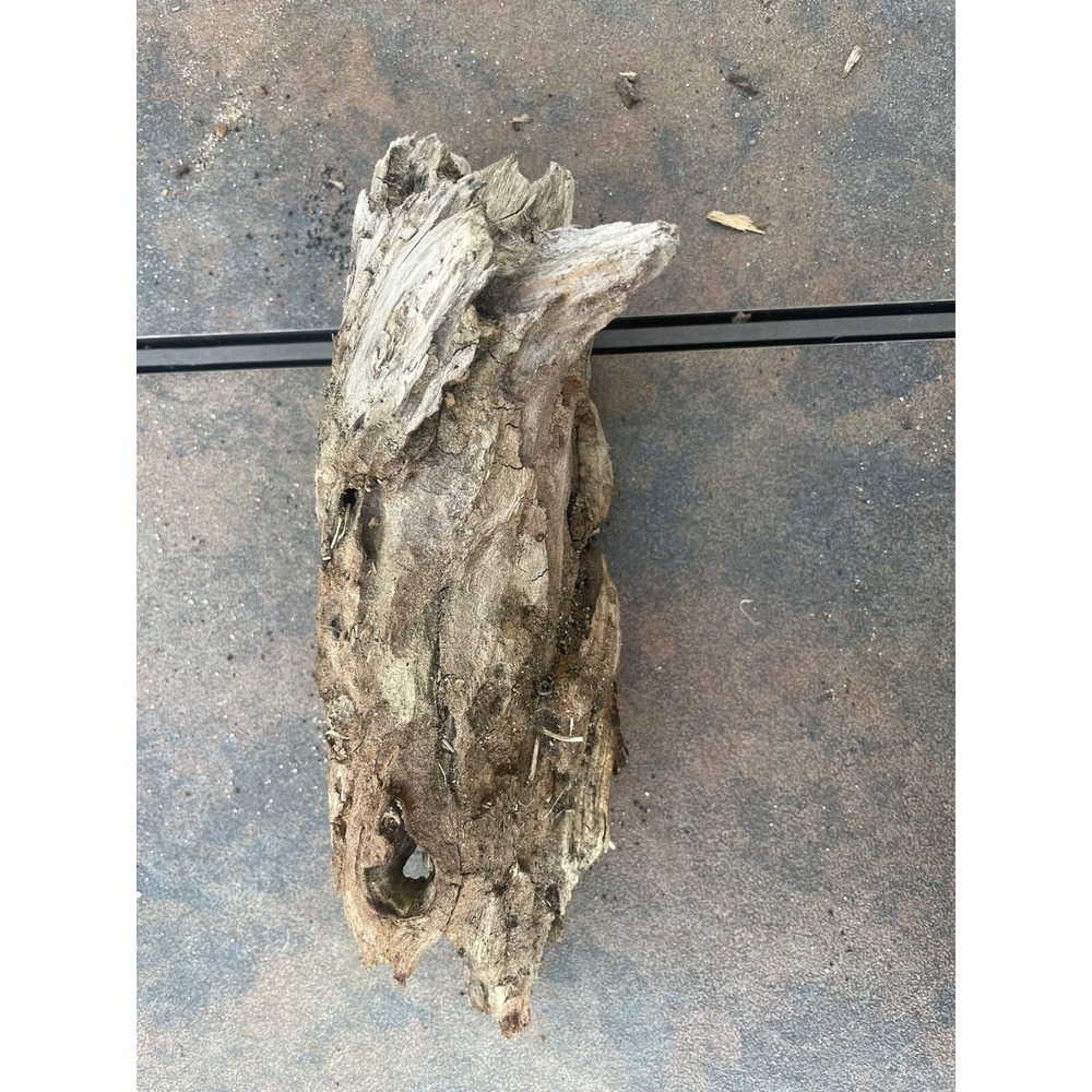 Natural Driftwood for Plants‎ Terrarium Taxidermy Art Projects